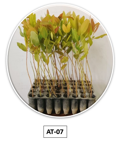 Eucalyptus Sapling AT-07 Bundle  (Vizag)