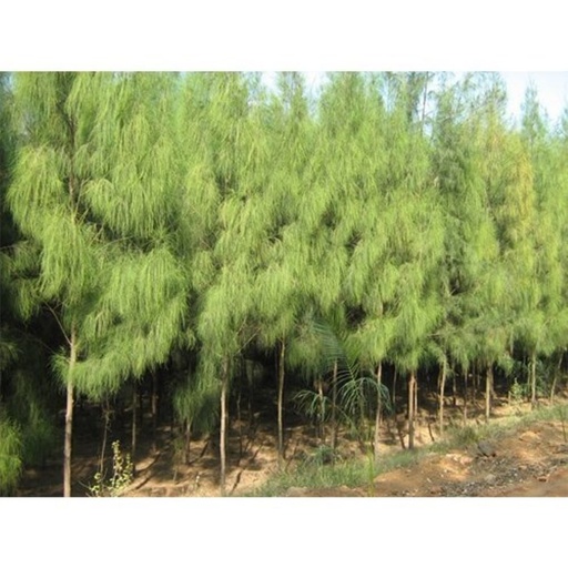 Casuarina AT-CH5 Bundle