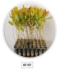 Eucalyptus Sapling BAT-07 (60 cell)